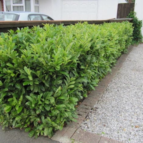 Laurier palme Otto Luyken/Pot de 4L