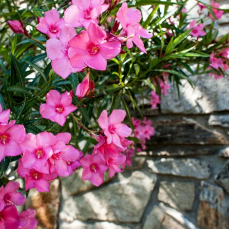 Laurier rose varié/Pot de 2 litres
