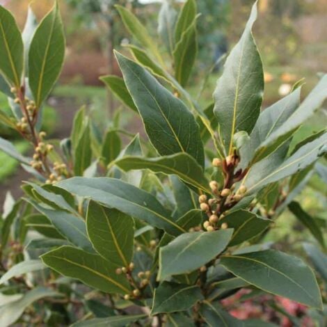 PÉPINIÈRES NAUDET Laurier Sauce (Laurus Nobilis)