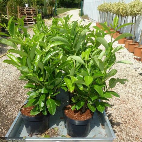 Lauroceraso "Prunus laurocerasus" 24 piante da siepe in vaso da 2 litri h. 60/100 cm