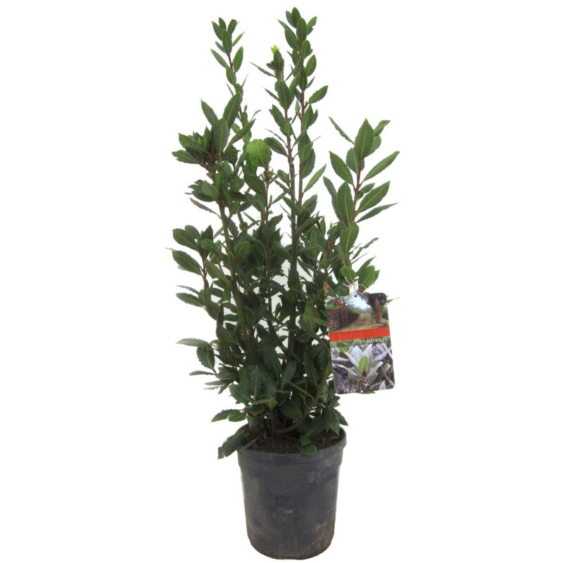 Plant In A Box - Laurus nobilis - Arbuste de laurier - Pot 21cm - Hauteur 90-100cm - Blanc