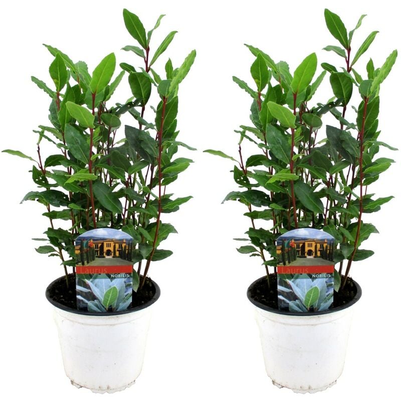 Plant In A Box - Buisson de laurier de cuisine - Set de 2 - Pot 14cm - Hauteur 30-40cm - Blanc