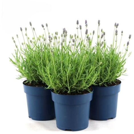 Lavanda "Lavandula angustifolia officinalis" 3 piante aromatiche in vaso  14 cm