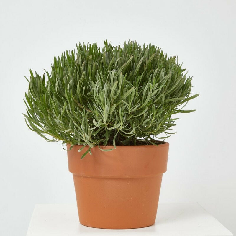 

Verdecora - LAVANDA TARRINA 25CM