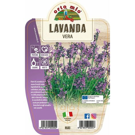 Lavanda Vera - 1 pianta v.14 cm - Orto Mio