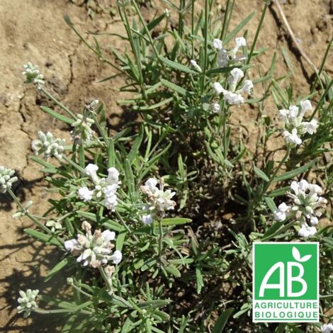 Lavande angustifolia Alba BIO/Godet