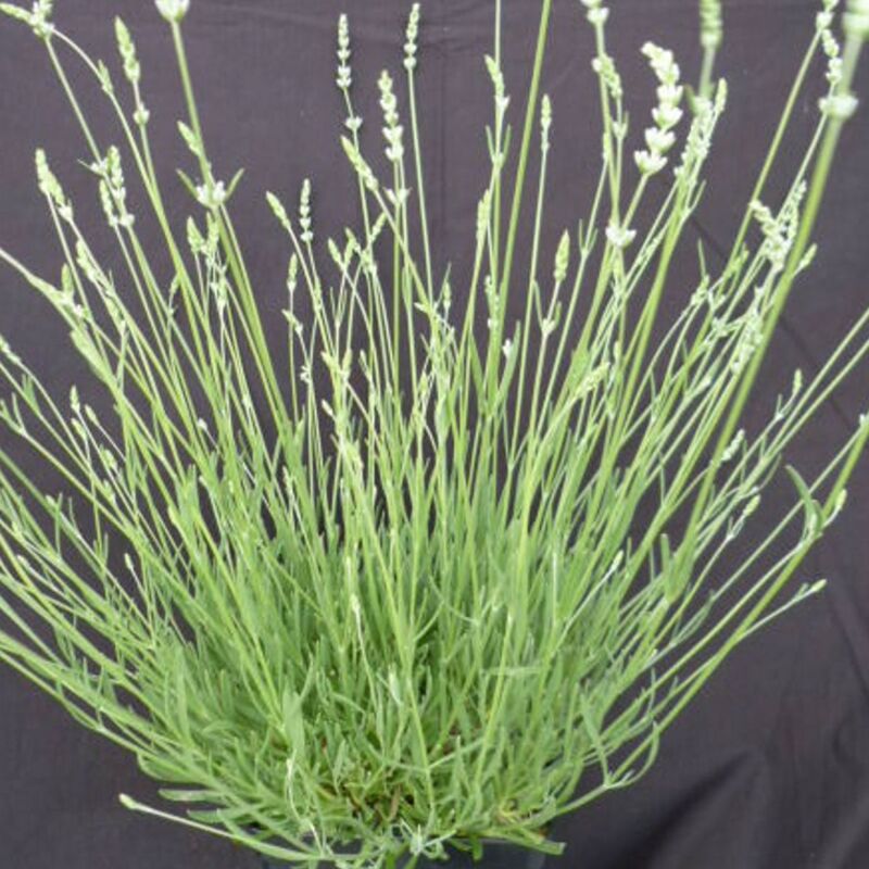Lavande angustifolia Edelweiss/Pot de 2,5 L - Blanche