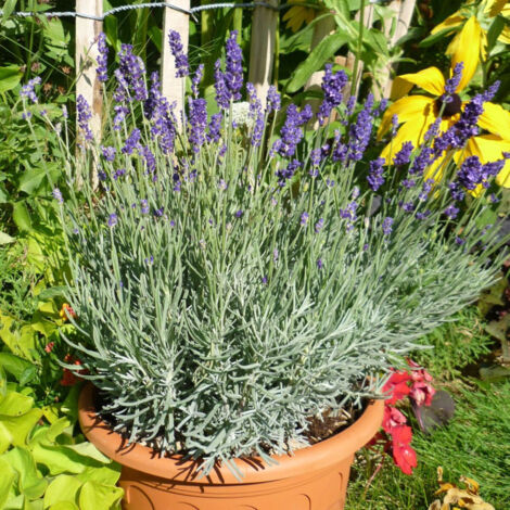 Lavande Anna®/Pot de 2,5L