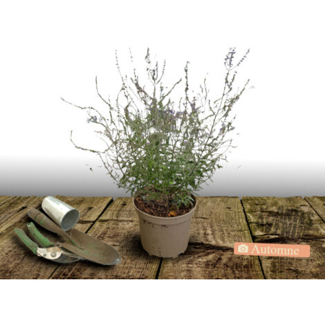 Lavande d'Afghanistan Lacey Blue® 'Lisslitt'/Pot de 3L
