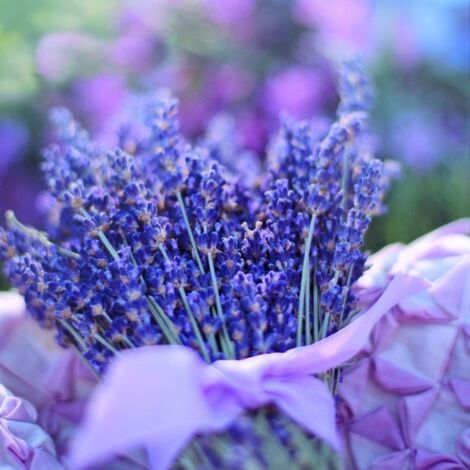 Lavande 'Hidcote Blue' (Lavandula Angustifolia 'Hidcote Blue')