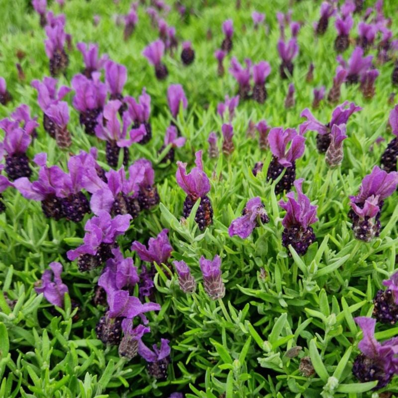 Lavande papillon stoechas Magical® Posy Purple 'Kolmapopu'/Godet - Rose