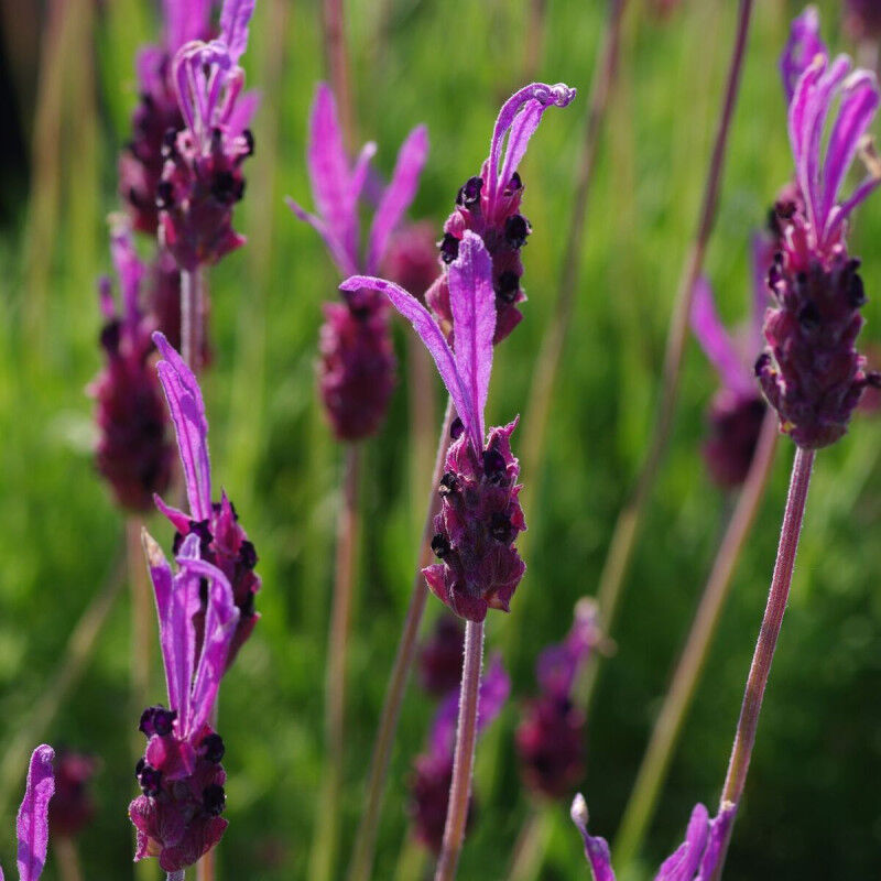 Lavande papillon Pedunculata/Pot de 7,5L