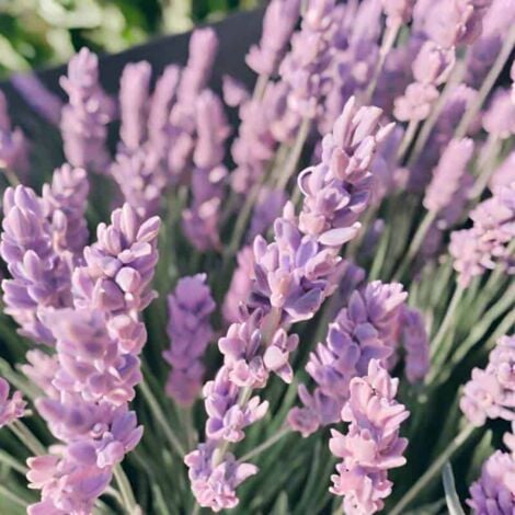PÉPINIÈRES NAUDET Lavande Rose (Lavandula Angustifolia 'Rosea')