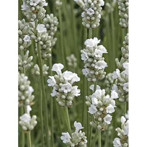 Lavande vraie 'Arctic Snow' Godet de 8/9 cm