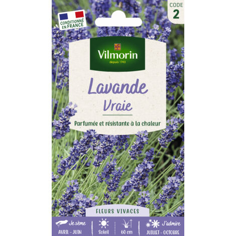 Lavande vraie – Fleurs bleues parfumées – Floraison juillet à octobre – Distance de plantation 60 cm – Pour jardins ensoleillés – Vilmorin