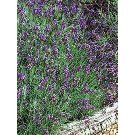 Lavande vraie 'Hidcote' Godet de 7/8 cm