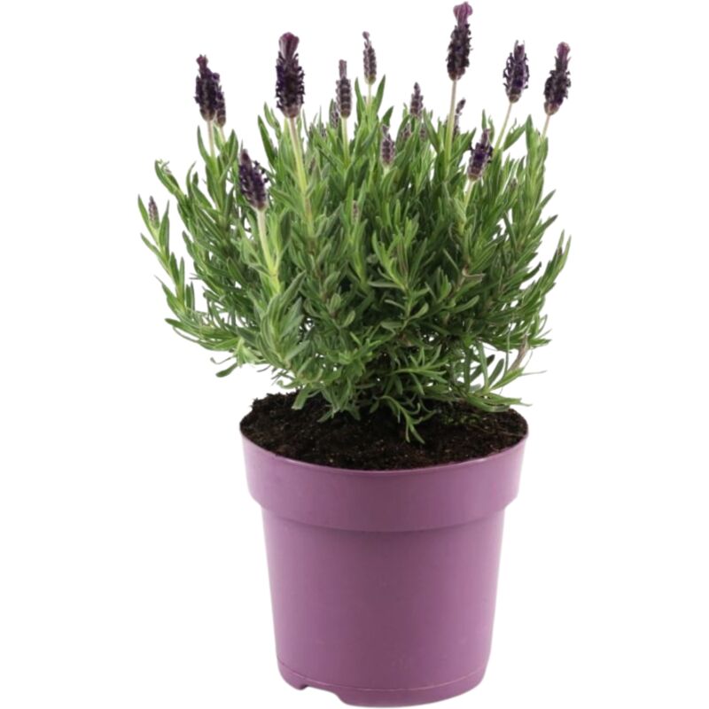 Plant In A Box - Lavande vraie - Lavandula stoechas 'Anouk' - Hauteur 25-35cm - ⌀15cm
