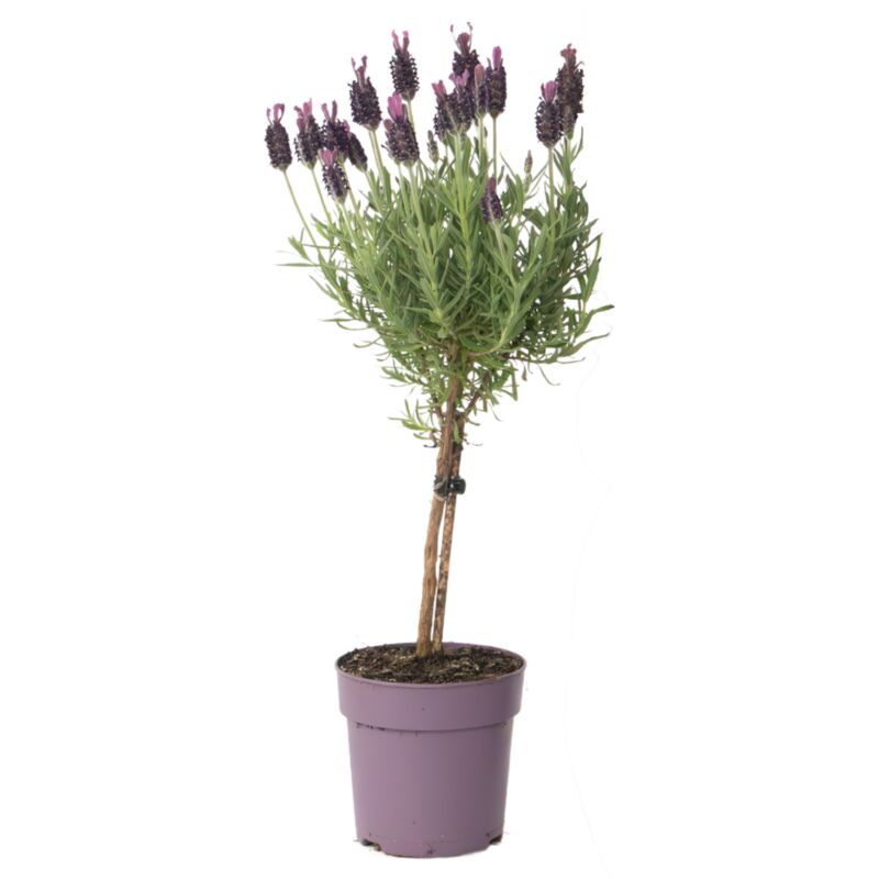 Lavande vraie - Lavandula stoechas 'Anouk' - Hauteur 30-40cm - ⌀12cm