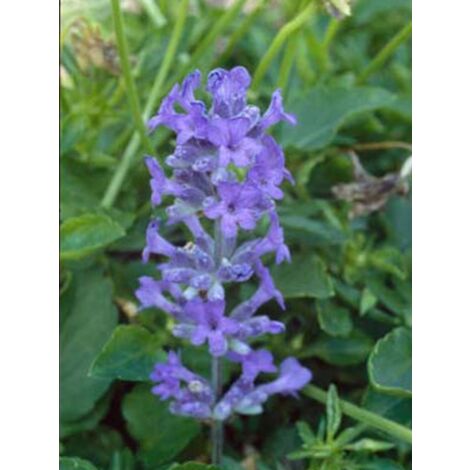 Lavande vraie 'Middachten' Godet de 8/9 cm
