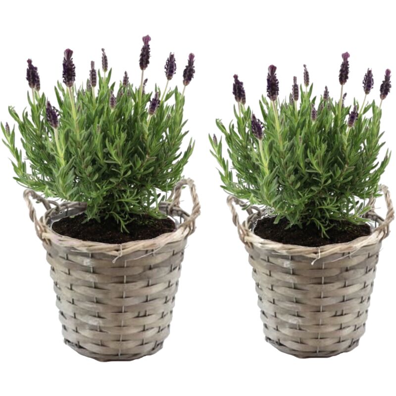 Lavande vraie - Set de 2 - Lavandula stoechas 'Anouk' - Hauteur 25-35cm - ⌀15cm