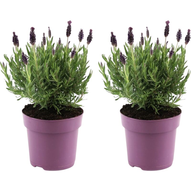 Lavande vraie - Set de 2 - Lavandula stoechas 'Anouk' - Hauteur 25-35cm - ⌀15cm