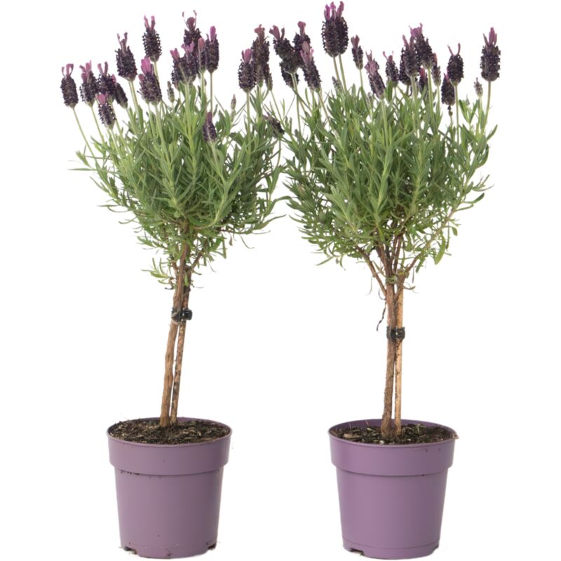 Plant In A Box - Lavande vraie - Set de 2 - Lavandula stoechas 'Anouk' - Hauteur 30-40cm - ⌀12cm