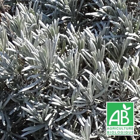 Lavande x intermedia Dutch lavander BIO/Godet