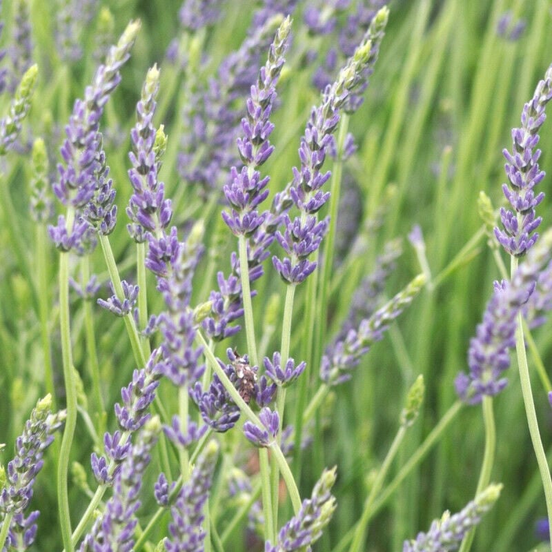 Lavande Dutch Lavander/Pot de 12L