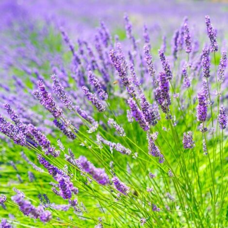 Lavande X Intermedia 'Grosso' (Lavandula Intermedia 'Grosso') - Godet - Taille 10/15cm