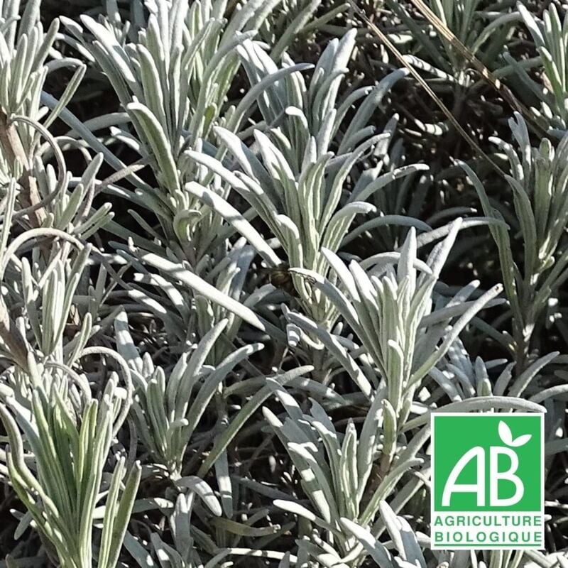 Lavande x intermedia Super BIO/Lot de 9 godets