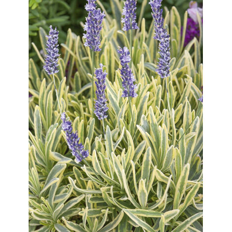 Lavandin 'Platinum Blonde' Godet de 8/9 cm