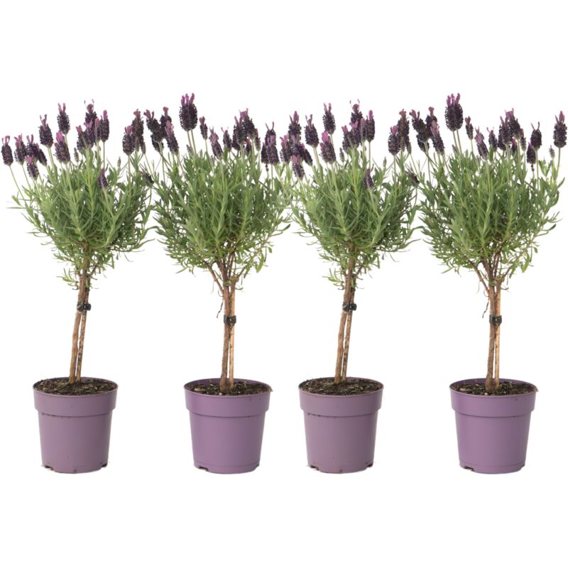 Lavandin - Set de 4 - Lavandula stoechas 'Anouk' - Hauteur 30-40cm - ⌀12cm