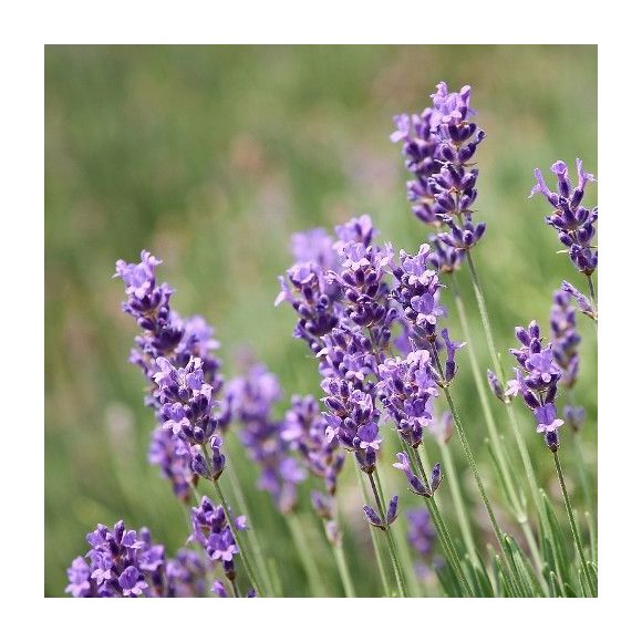 

Eljardinensupuerta - Lavanda - 1Ud. - Maceta de 5Litros