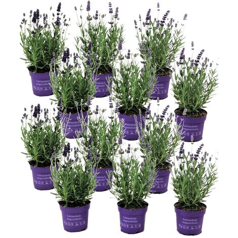 Lavandula angustifolia - x12 - Plante de lavande - Pot 10.5cm - Hauteur 10-15cm - Violet