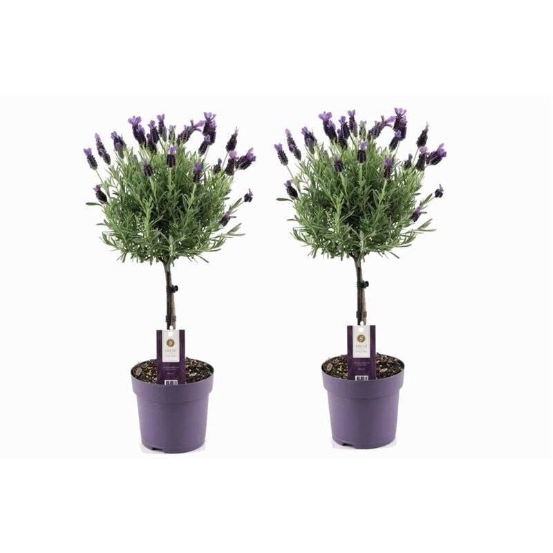 Plant In A Box - Lavandula stoechas 'Anouk' - Set de 2 - Lavande - Pot 15cm - Hauteur 45-55cm - Violet