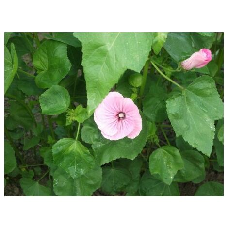 Lavatère à grande fleur rose carmin - 3g