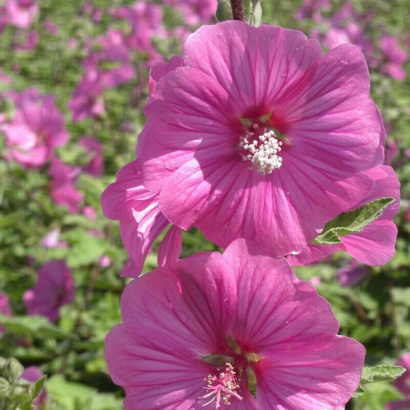 Lavatère, mauve en arbre Bredon Spring/Pot de 3L