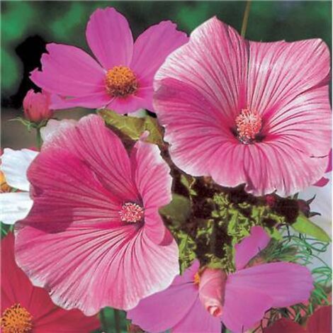 LAVATERE SILVER CUP - Fleurs à couper