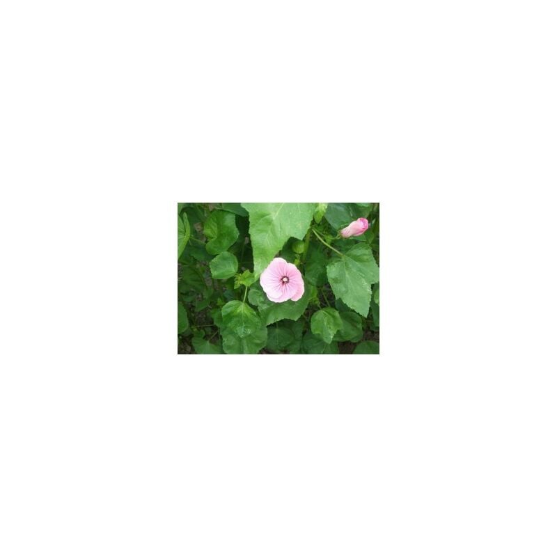 Graines Bocquet - Lavatère à grande fleur rose carmin - 3g