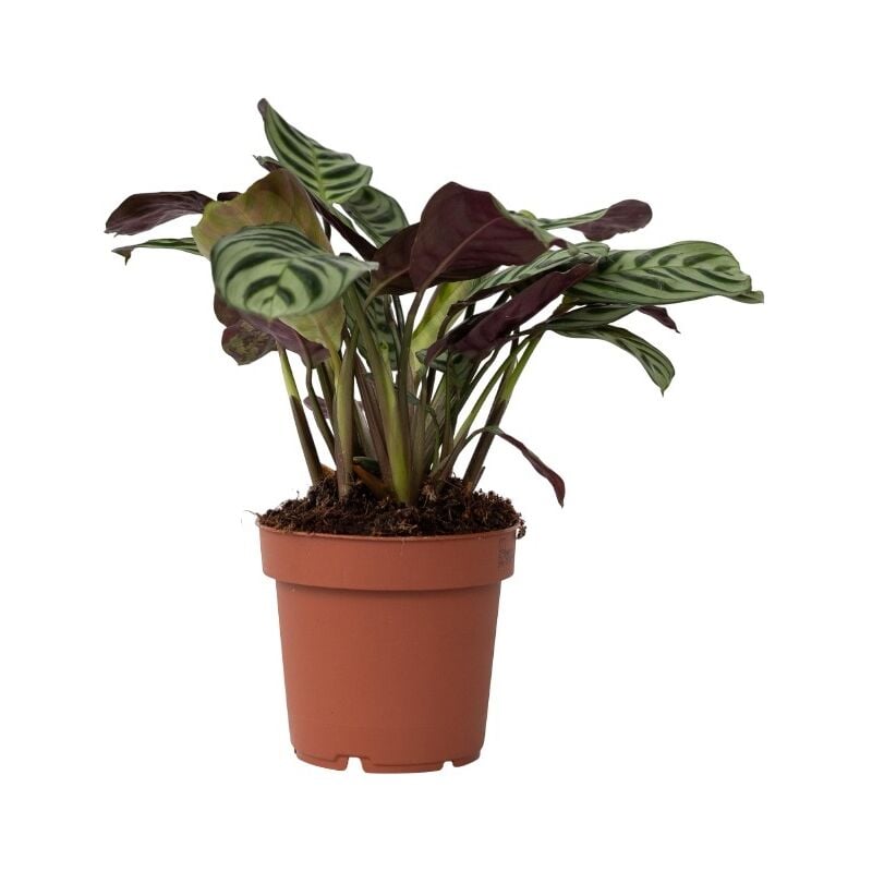 Plant In A Box - Plante Dormeuse - Ctenanthe 'Amagris' - Hauteur 20-30cm - ⌀12cm