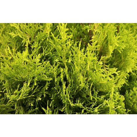 Lebensbaum 'Jantar' Thuja occidentalis 'Jantar' 5L 60- 80