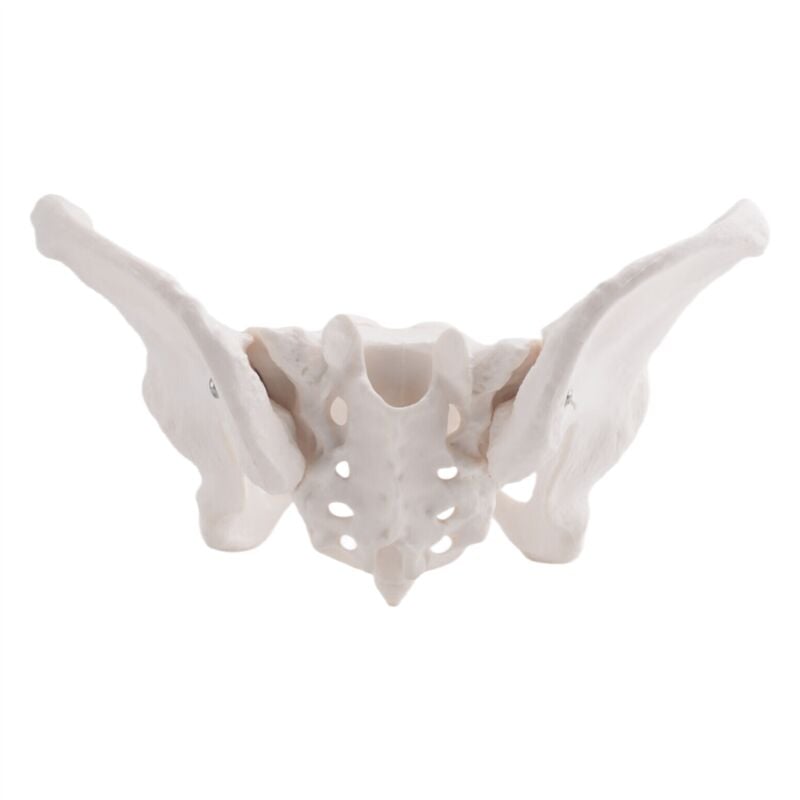 Image of Tlily - LebensgroßEs Weibliches Becken Modell, HüFt Modell - Anatomie Knochen Anatomisches