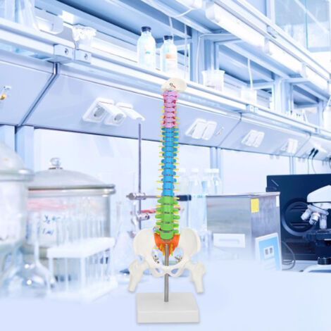 Lebensgroßes, flexibles Modell der menschlichen Wirbelsäule mit Becken und Oberschenkelknochen, 45 cm – Detaillierte und farbenfrohe Anatomie