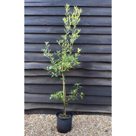 Leccio "Quercus ilex" pianta a cespuglio in vaso Ă¸24 cm h 1 metro circa