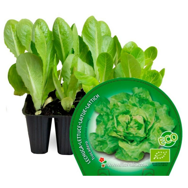 

Lechuga Ecologica 12 Uds