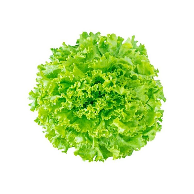 

Lechuga Ecologica Batavia 6 Uds