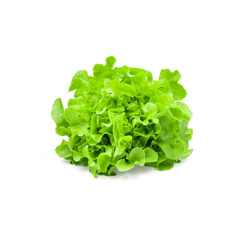 

Lechuga Ecologica Hoja De Roble Verde 6 Uds