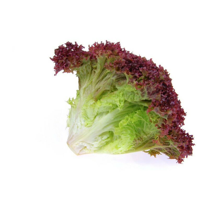 

Lechuga Ecologica Lollo Rosa 6 Uds