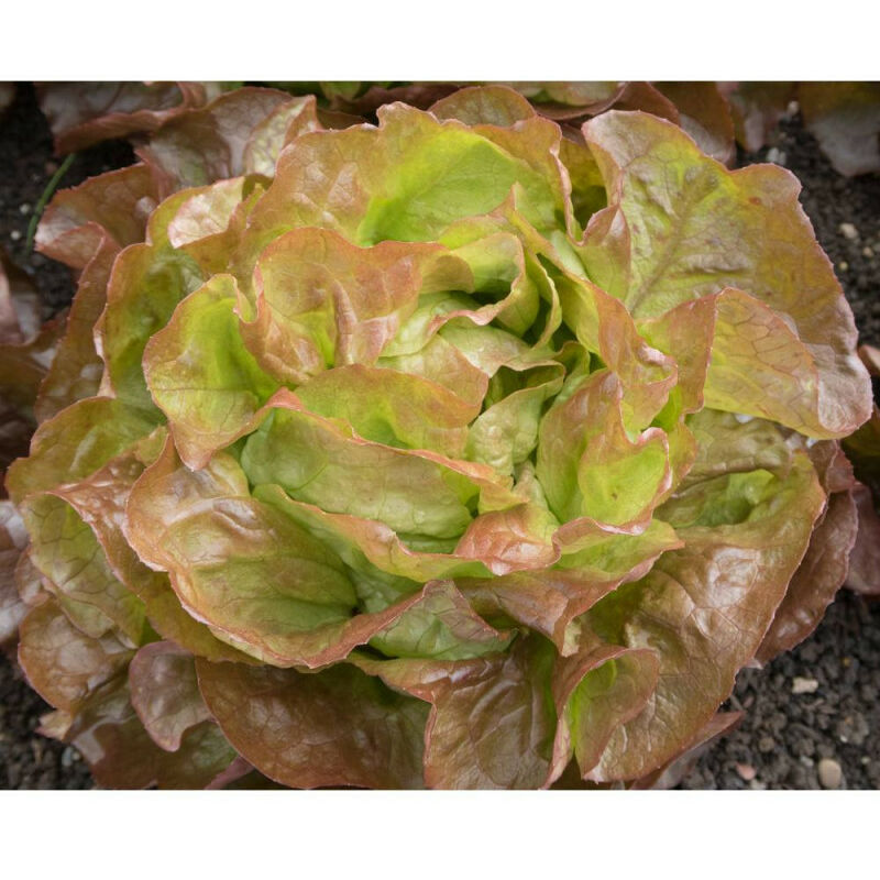

Lechuga Ecologica Maravilla De Verano 6 Uds