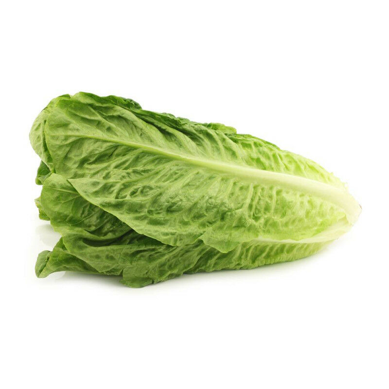

Lechuga Ecologica Romana 6 Uds